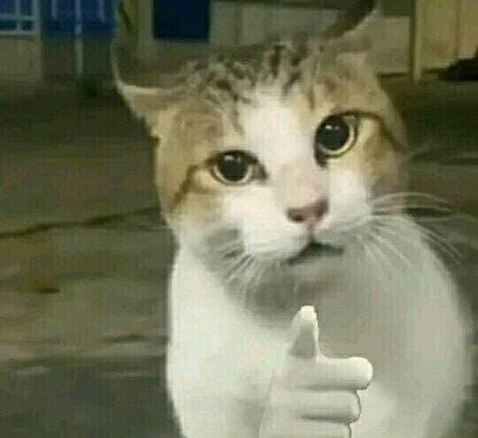 kucing